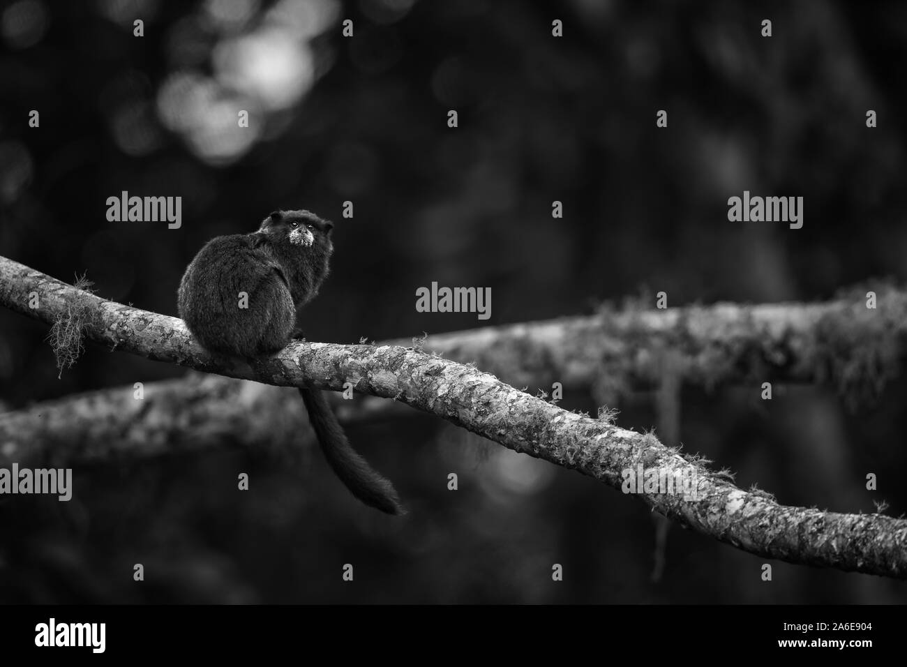 Graells's Black-mantello Tamarin - Saguinus nigricollis graellsi, timido minuscolo primate con faccia bianca da pendici andine del Sud America, Wild Sumaco, ECU Foto Stock