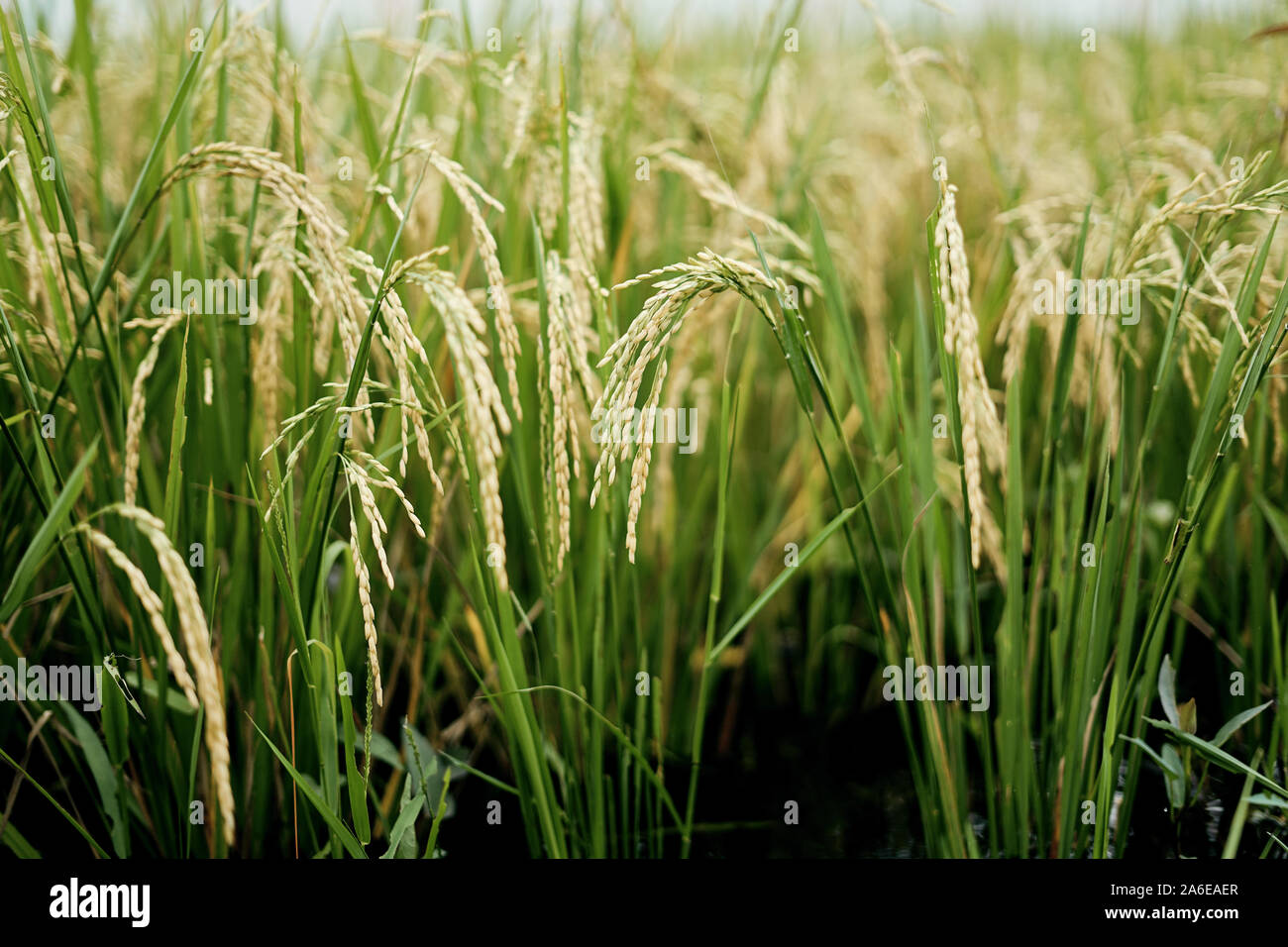 Riso Biologico piante di risone in terreni agricoli Foto Stock