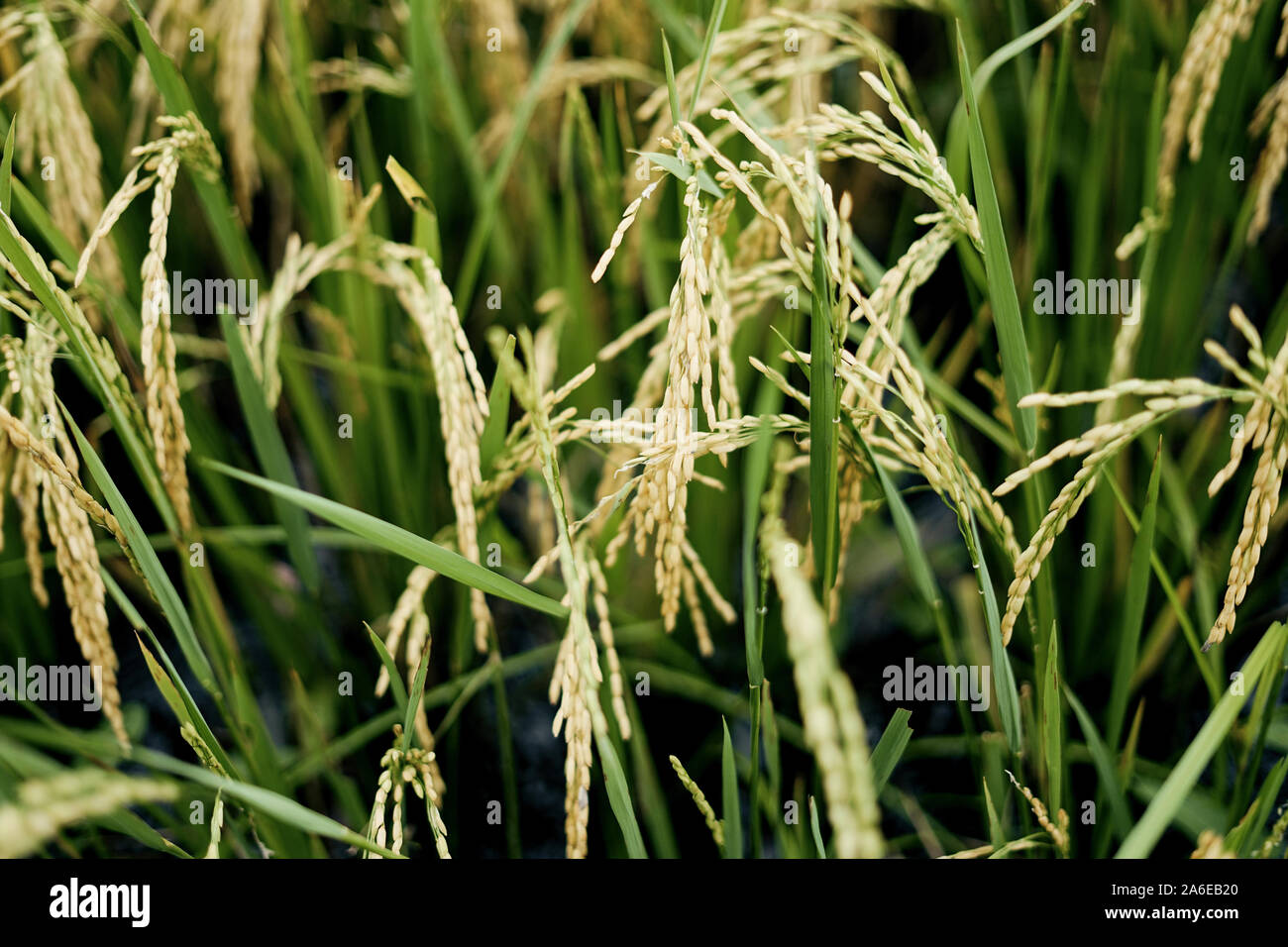 Riso Biologico piante di risone in terreni agricoli Foto Stock
