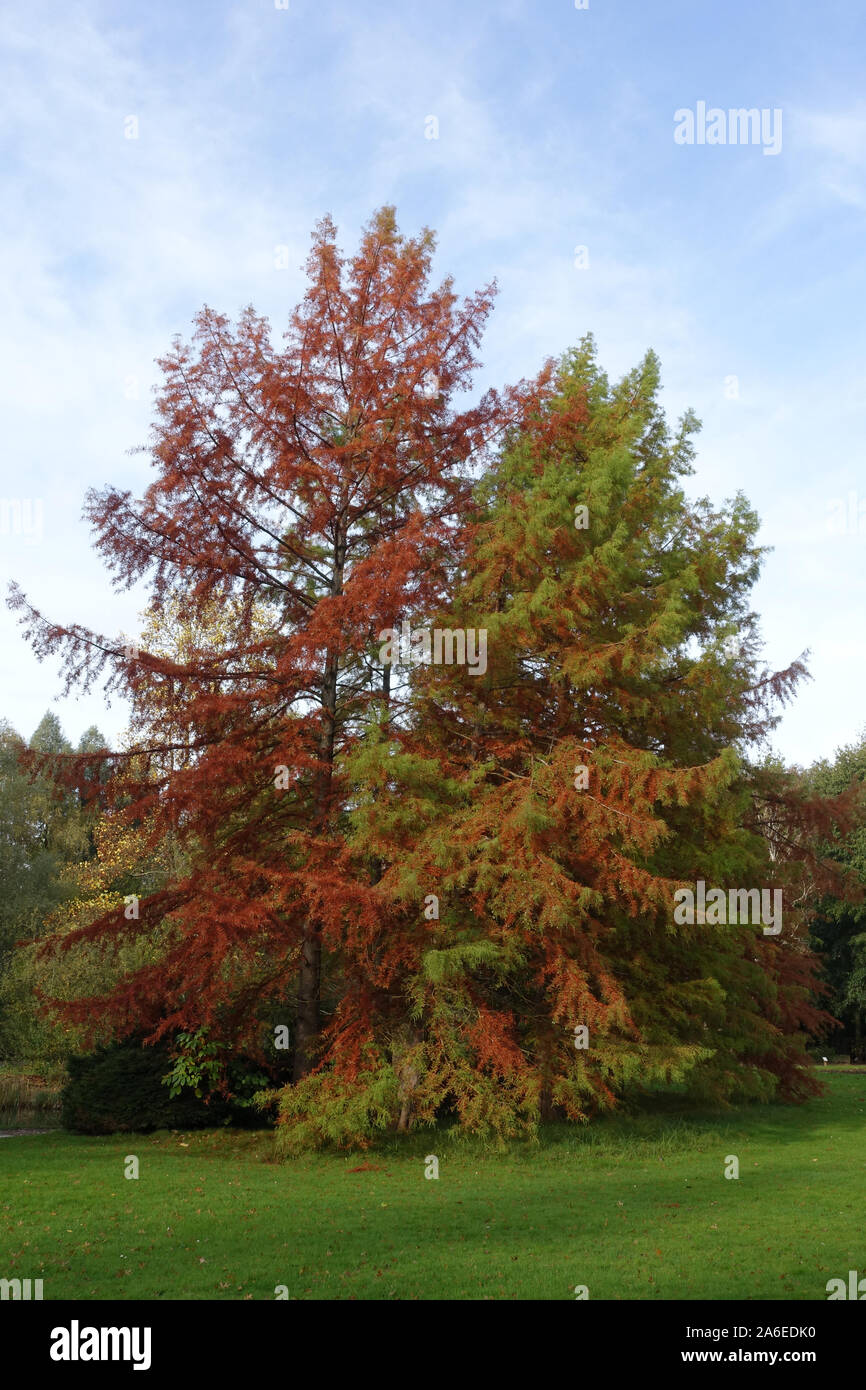 Herbststimmung im Kurpark - Sicheltanne (Cryptomeria japonica), Sugi oder Japanische Zeder, Bad Bevensen, Niedersachsen, Deutschland Foto Stock