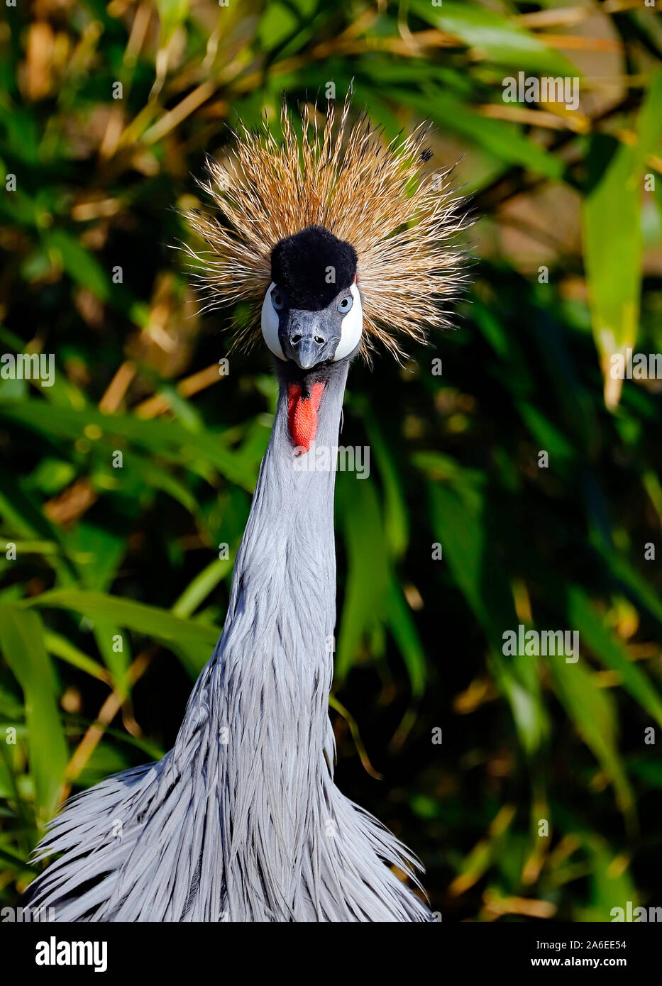 Crested gru a Martin Mere Wildfowl and Wetlands Trust. Lancashire. Foto Stock