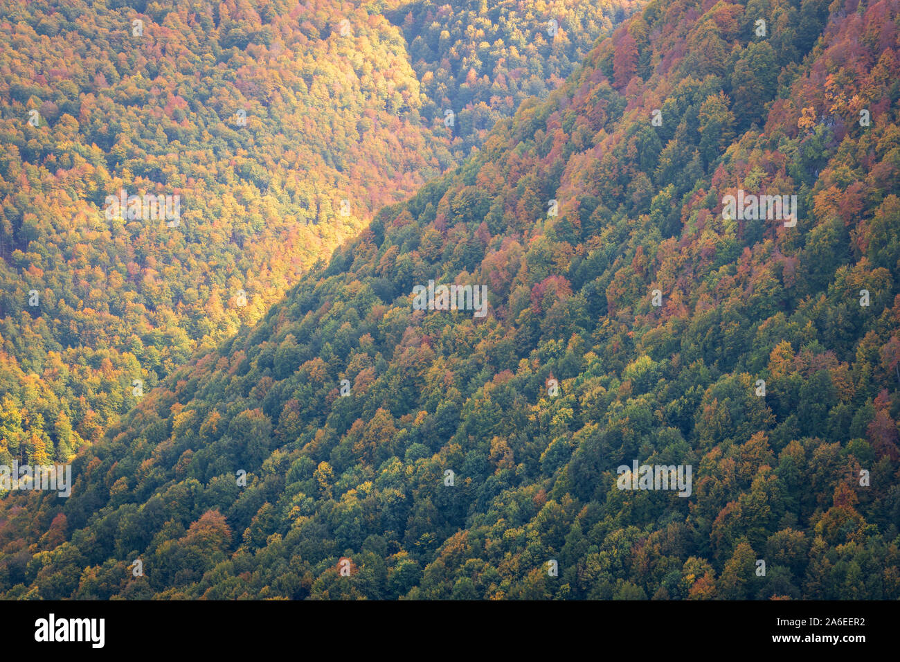 Valle del fitto bosco in autunno colori e bella luce, Barrea, Abruzzo, Italia Foto Stock