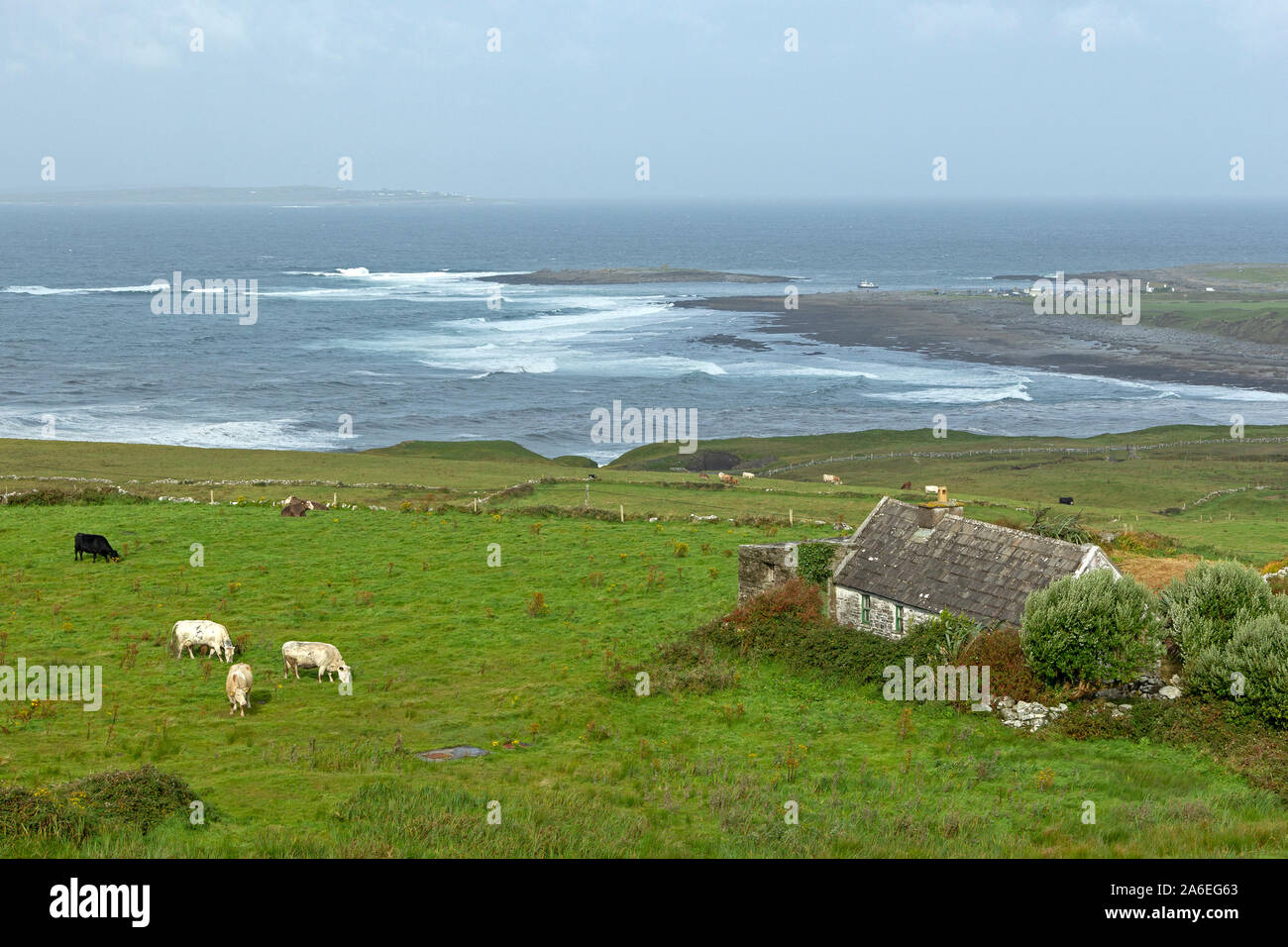 Bestiame al pascolo sono accanto a un tradizionale Irish cottage vicino a Doolin nella contea di Clare, Repubblica di Irlanda. Foto Stock