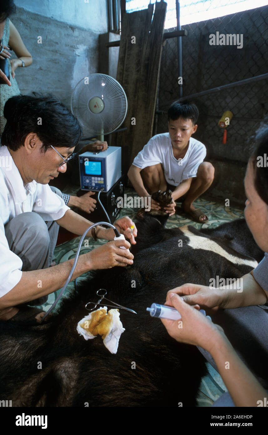 Asian black bear (Ursus thibetanus) mantenuta per l'estrazione della bile che viene utilizzato nella medicina tradizionale. Foto Stock