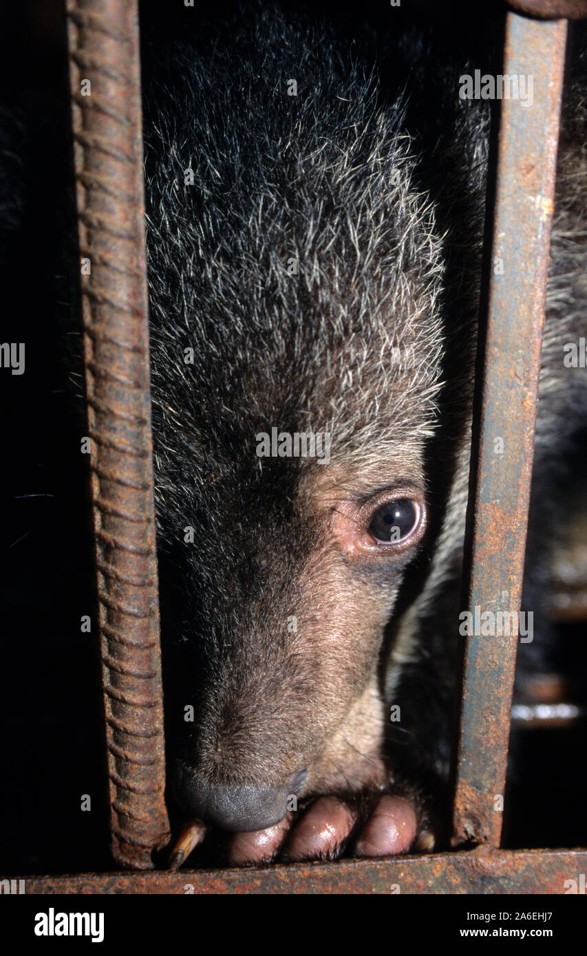 Asian black bear (Ursus thibetanus) mantenuta per l'estrazione della bile che viene utilizzato nella medicina tradizionale. Foto Stock