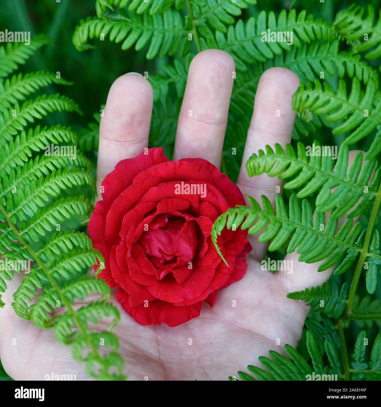 Mano con una romantica rosa rossa fiore Foto Stock