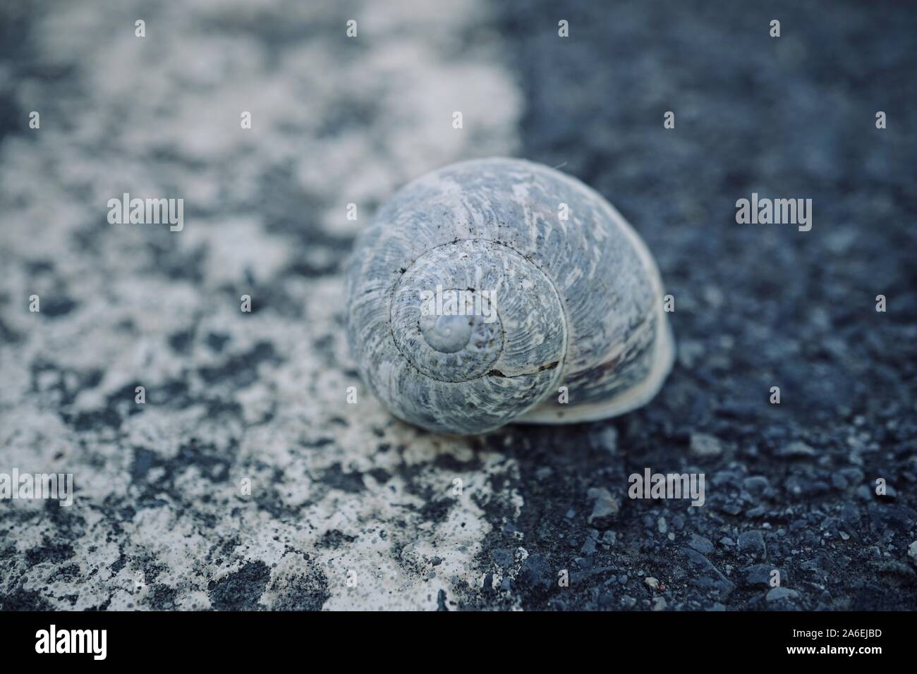 Lumaca bianca nella natura Foto Stock