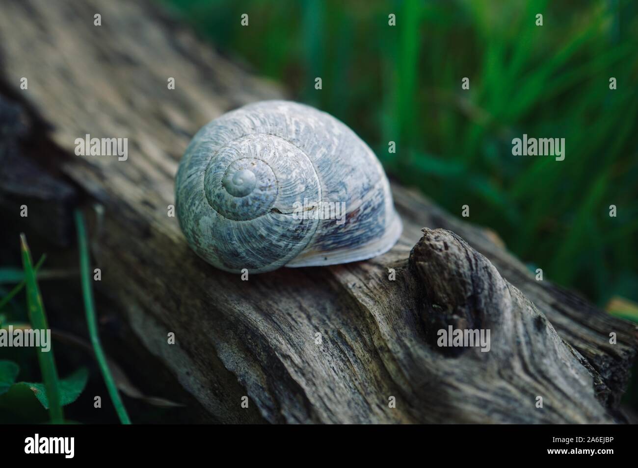 Lumaca bianca nella natura Foto Stock