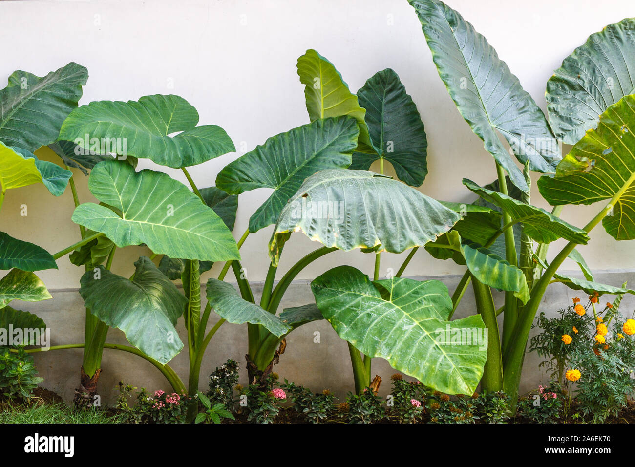 orecchio-di-elefante-orecchio-colocasia-pianta-elefante-orecchio