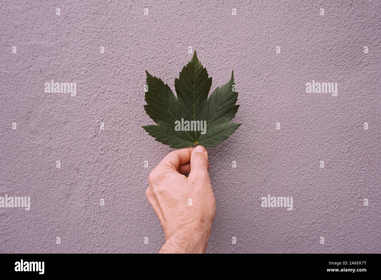 Man mano con foglie verdi nella natura Foto Stock