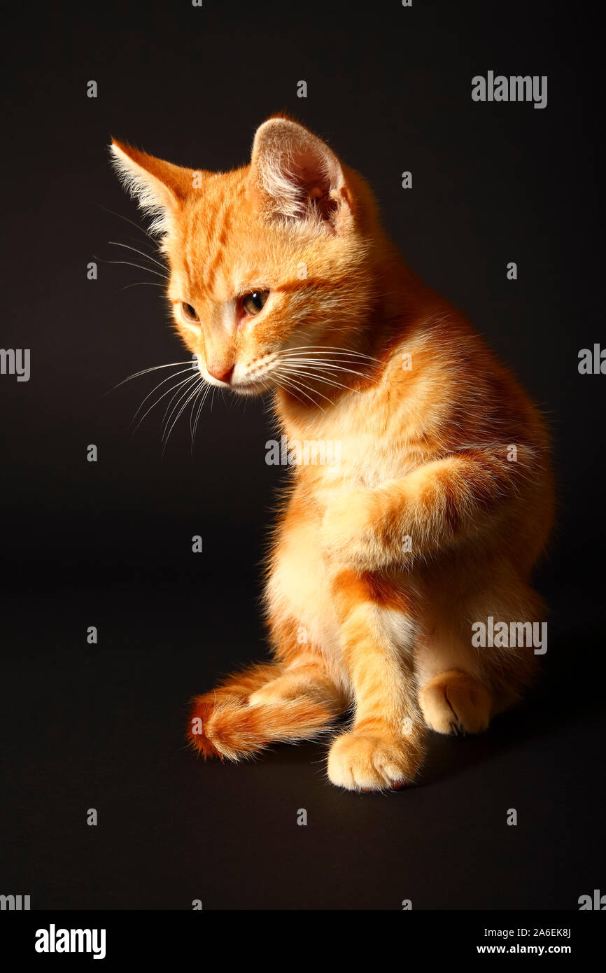 Lo zenzero sgombri tabby cat isolata su uno sfondo nero Foto Stock