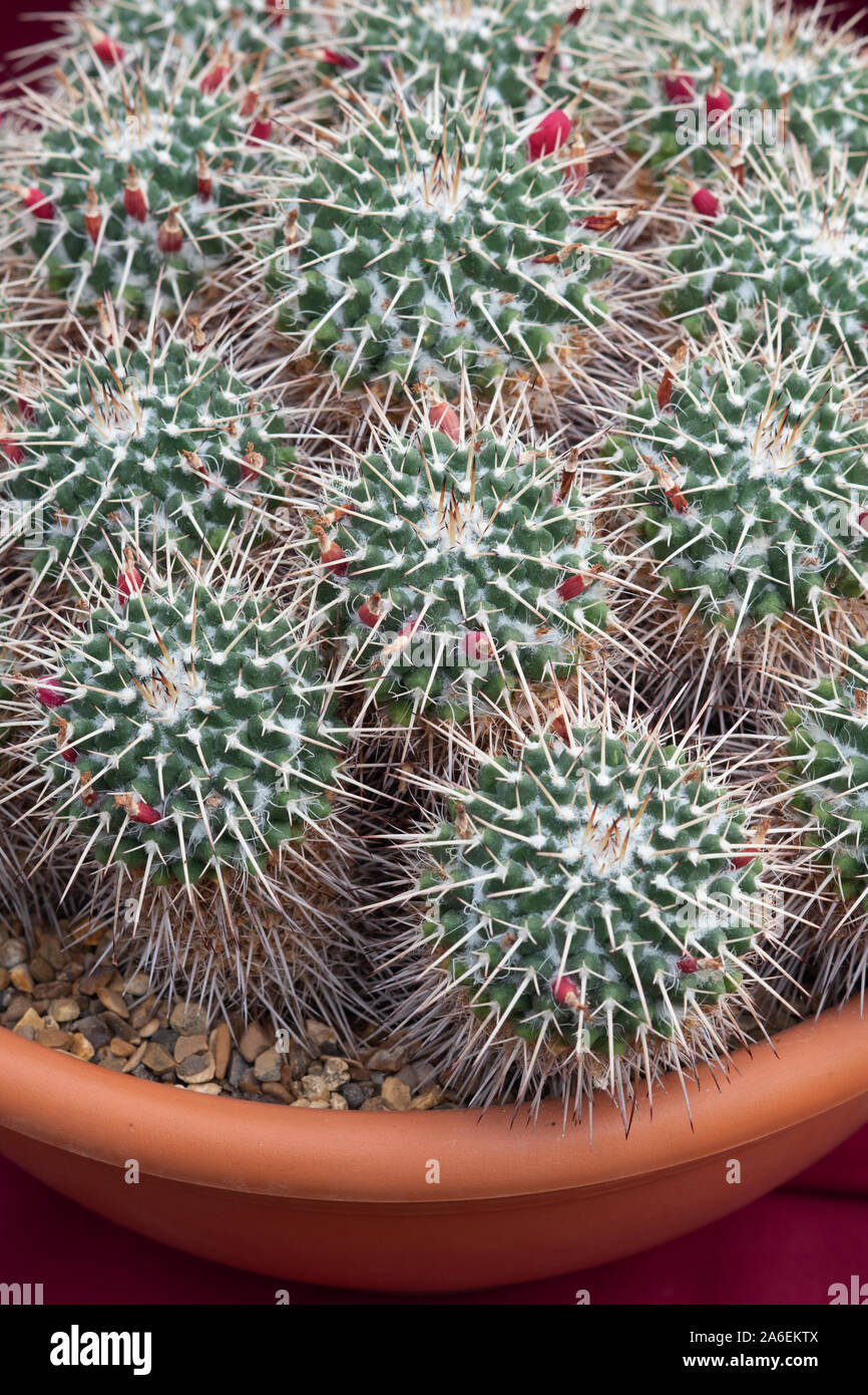 Mammillaria compressa. Madre di centinaia cactus Foto Stock