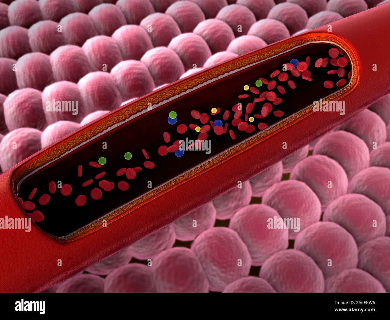 Arteria mostrato con una sezione tagliata, di alta qualità di rendering originale con texture e illuminazione globale Foto Stock