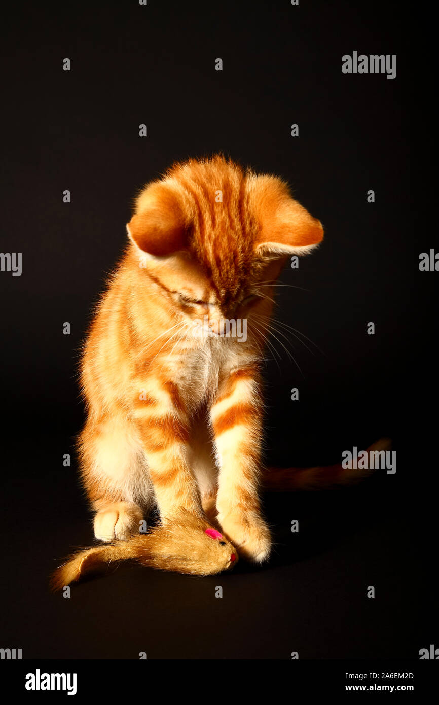 Lo zenzero sgombri tabby cat giocando con un gatto topo giocattolo isolata su uno sfondo nero Foto Stock