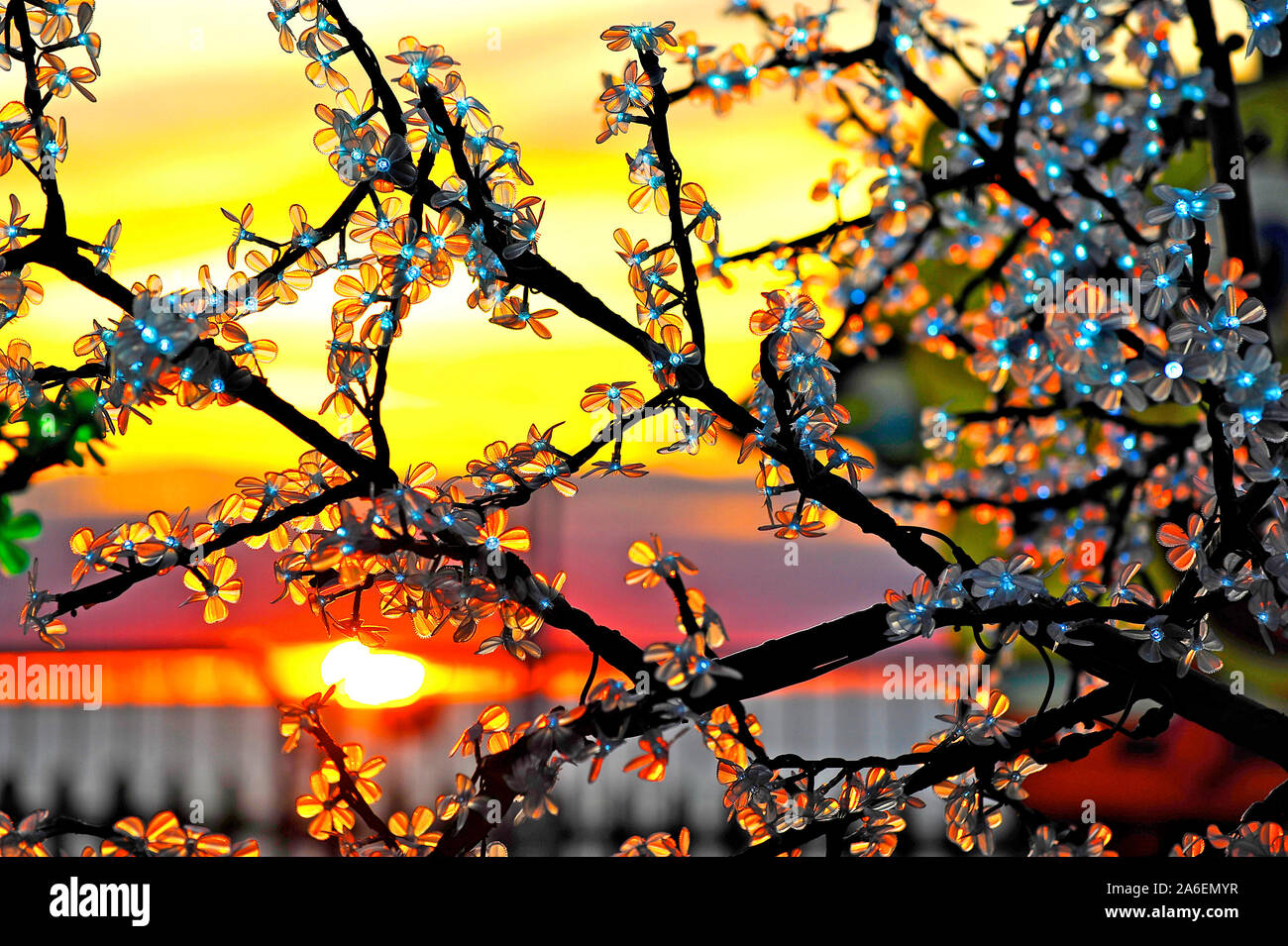 Tramonto dietro l'albero illuminato giardino in Blackpool luminarie Foto Stock