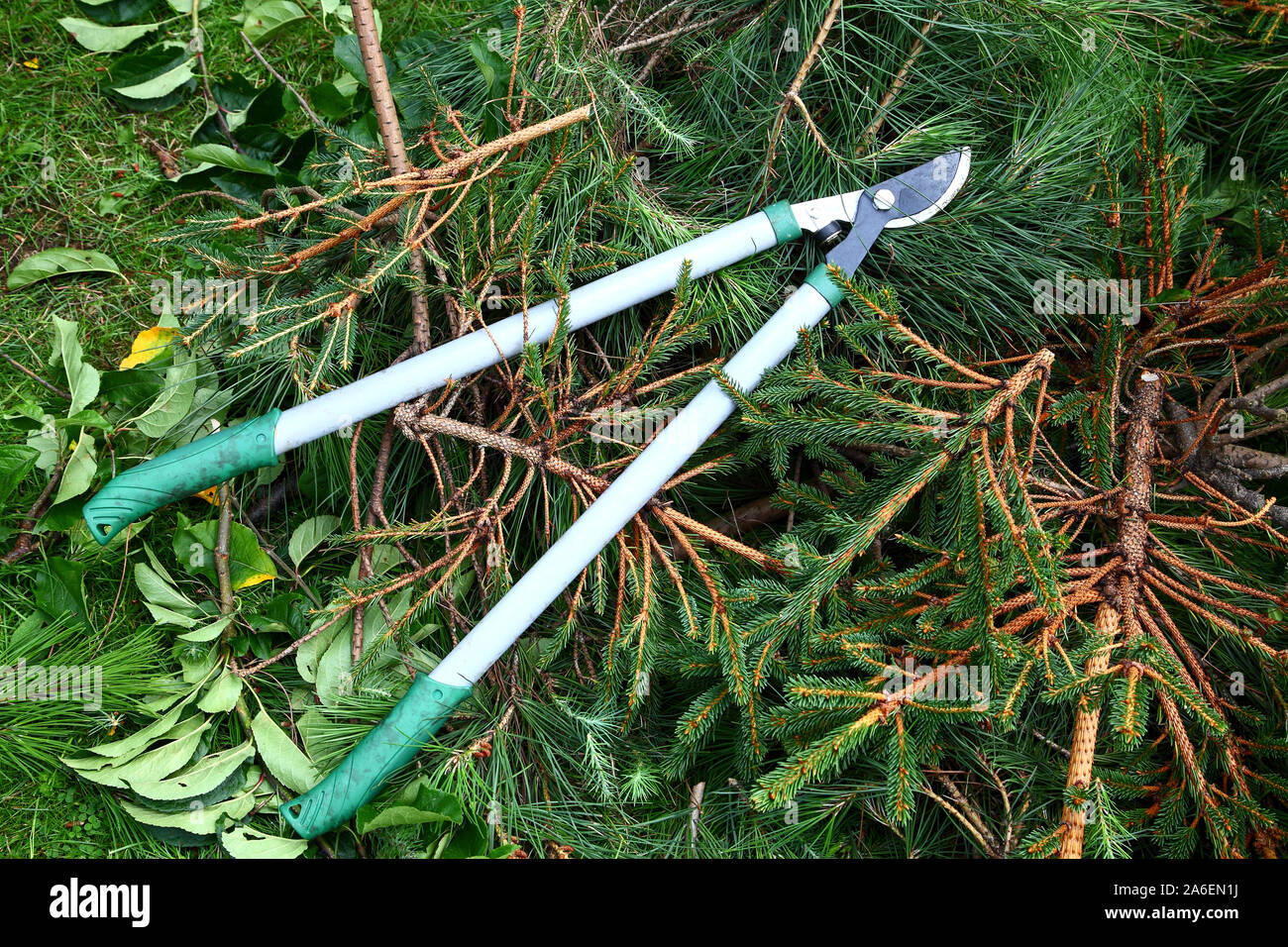 Giardino sfrondatori su un mucchio di Abete rami Foto Stock