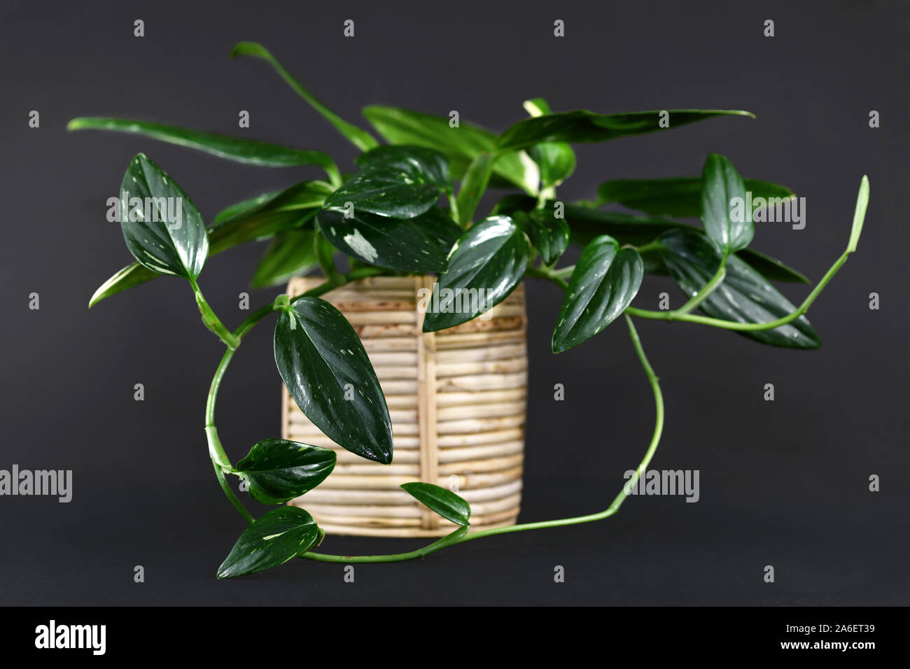 Tropical 'Monstera Standleyana', chiamato anche "Philodendron Cobra " Pianta di casa strette con foglie di colore verde scuro con variegatura bianco Foto Stock