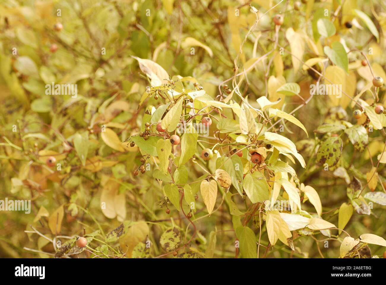 Biancospino selvatico frutti in autunno Foto Stock