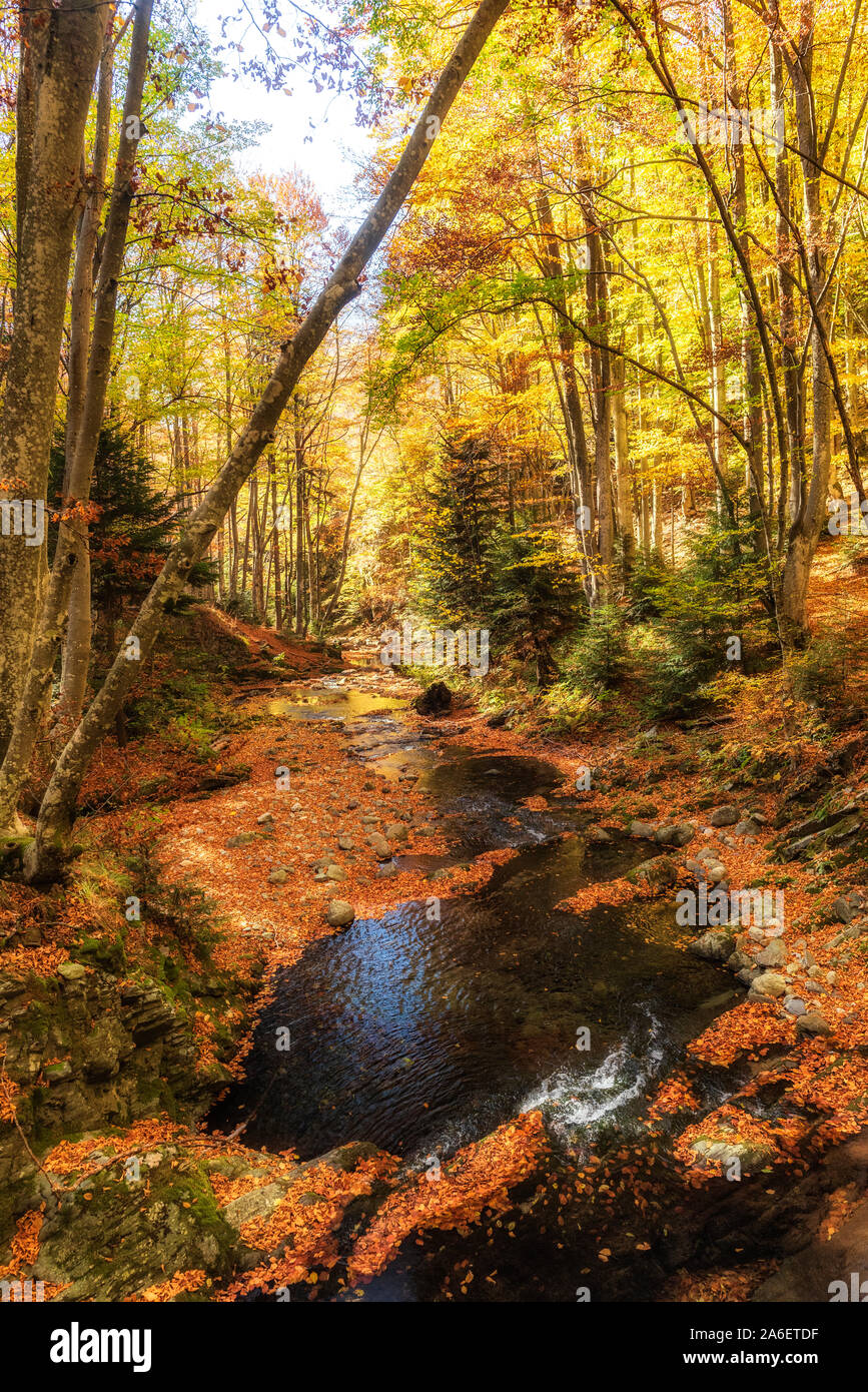 Scenario di la natura in autunno con colori vivaci e la luce del sole Foto Stock