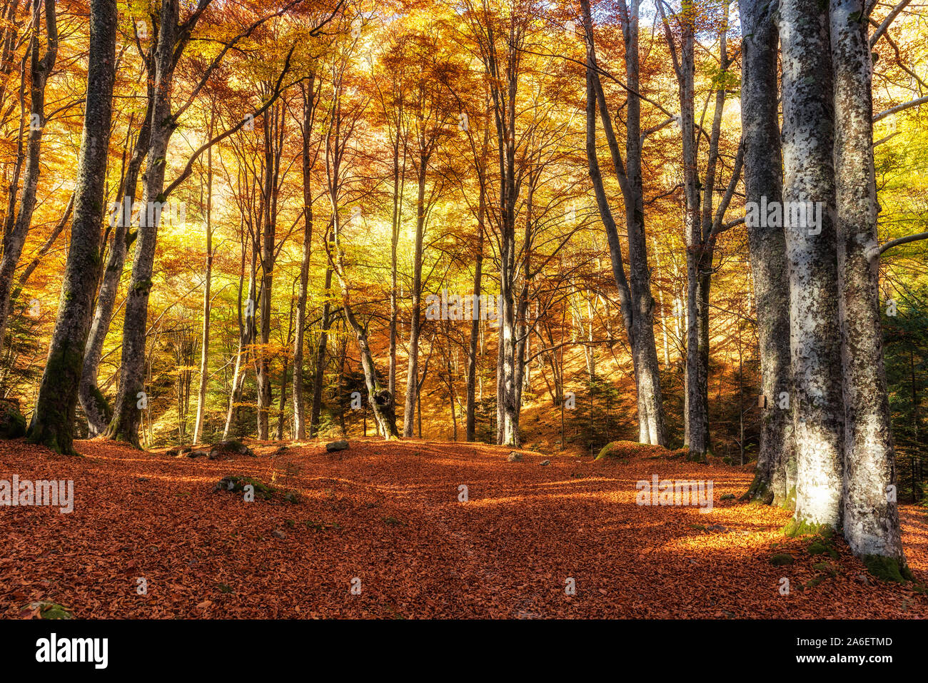 Scenario di la natura in autunno con colori vivaci e la luce del sole Foto Stock