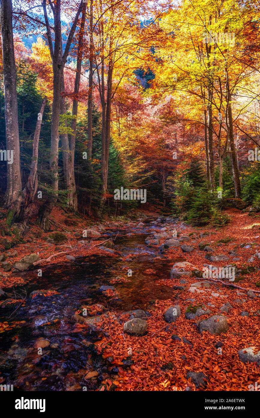 In autunno i colori di montagna del fiume vecchio ( Stara reka ) , che si trova in corrispondenza dei Balcani Centrali Parco nazionale in Bulgaria Foto Stock