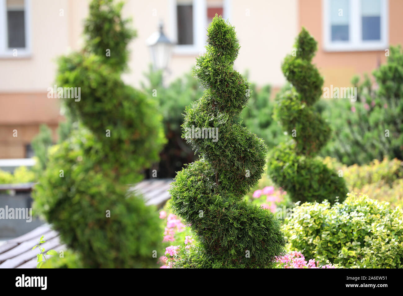 Piante ornamentali in un cono e giardino a spirale. Foto Stock