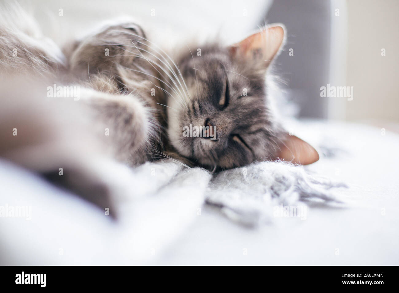 Carino e accogliente gatto dorme su una coperta Foto Stock