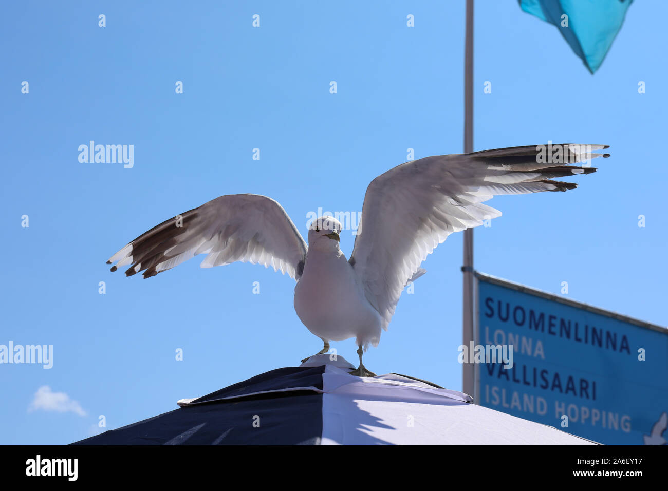 Gabbiano comune (Larus canus) a Helsinki la Piazza del Mercato di acqua bus pier a Helsinki in Finlandia Foto Stock