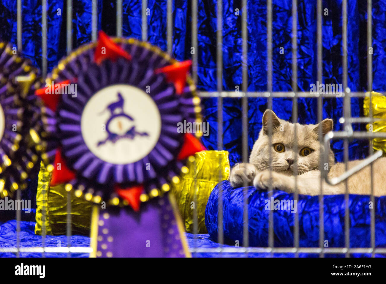 Birmingham, Regno Unito. Il 26 ottobre 2019. Centinaia di gatti e dei loro proprietari discendono sulla NEC per la suprema Cat Show. Un gatto si siede aspettando pazientemente per i giudici. Peter Lopeman Foto Stock