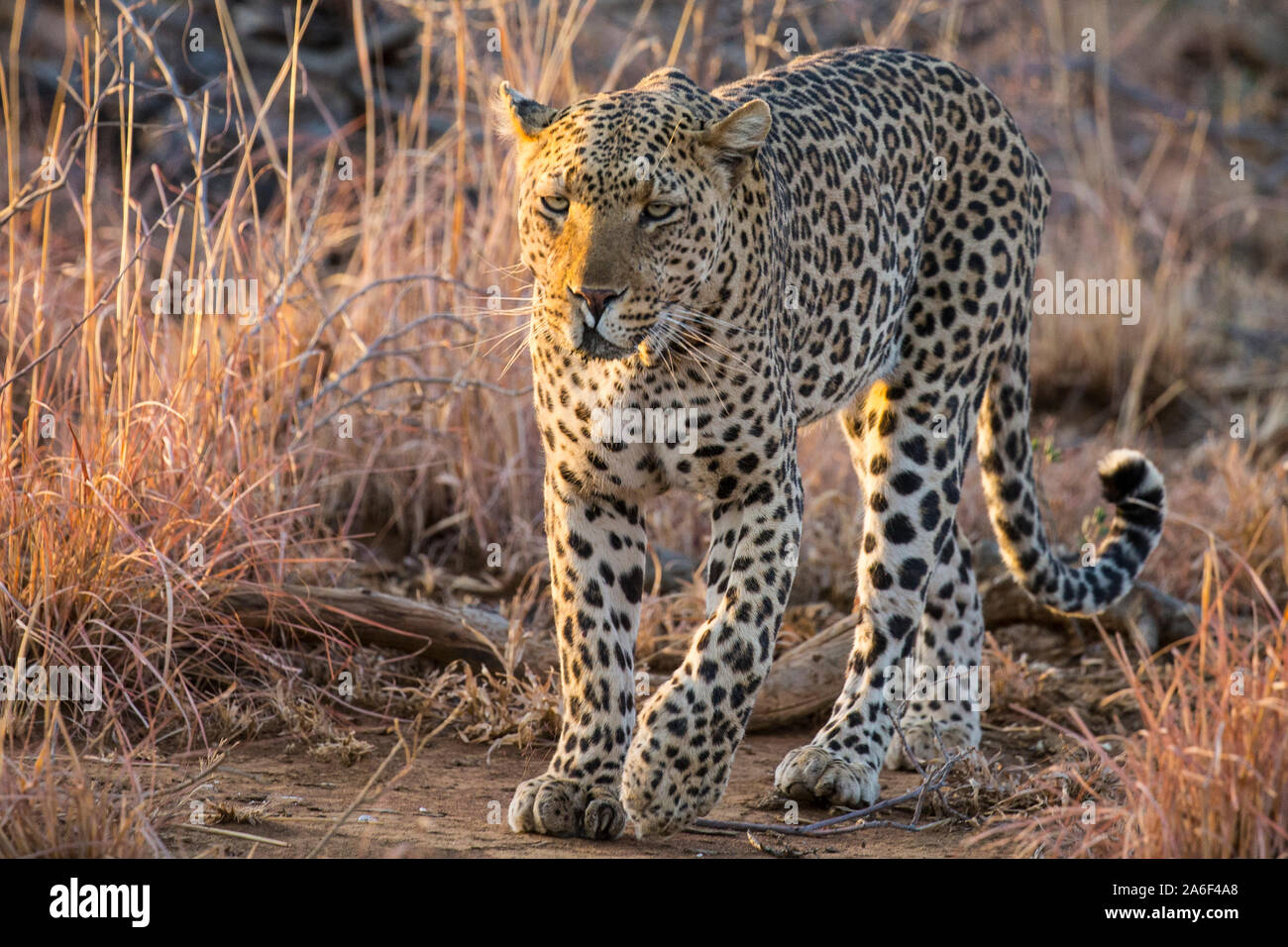 Leopard sul prowl Foto Stock