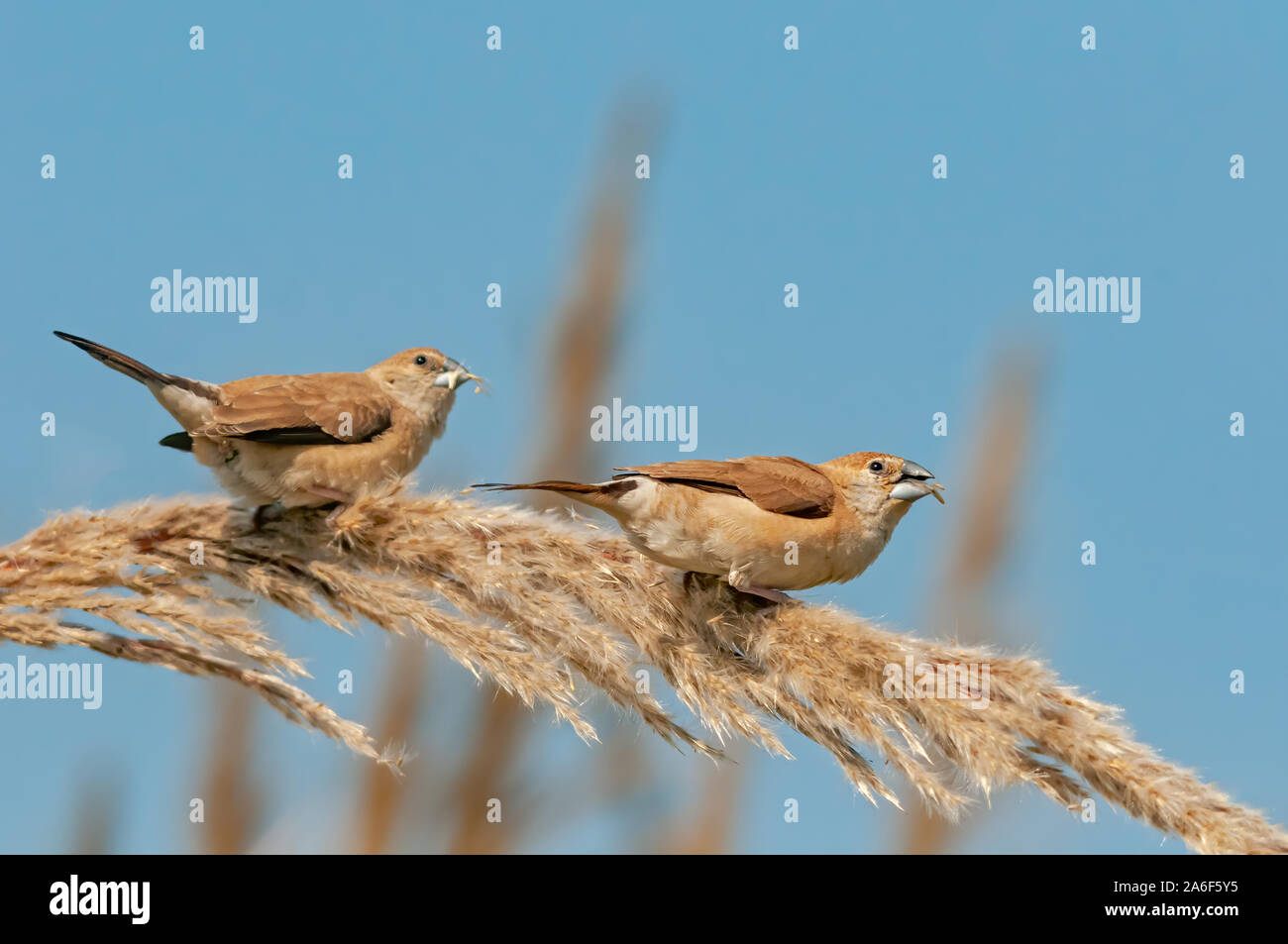 Una coppia di indiani silverbill avanzamento sul pesce persico Foto Stock