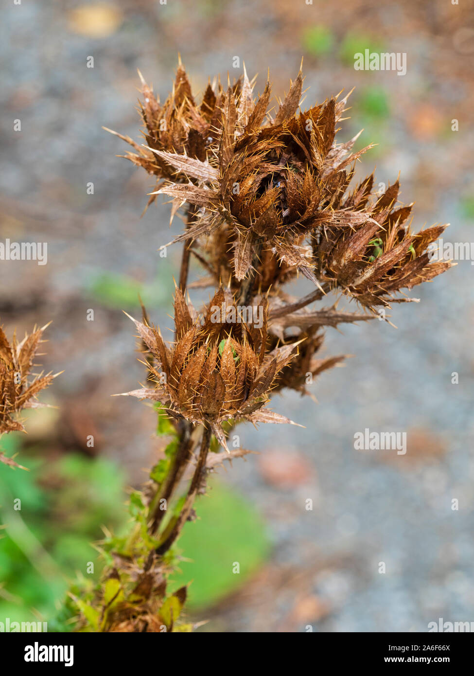 Essiccato marrone a teste di seme delle perenni ornamentali thistle, Berkheya purpurea Foto Stock