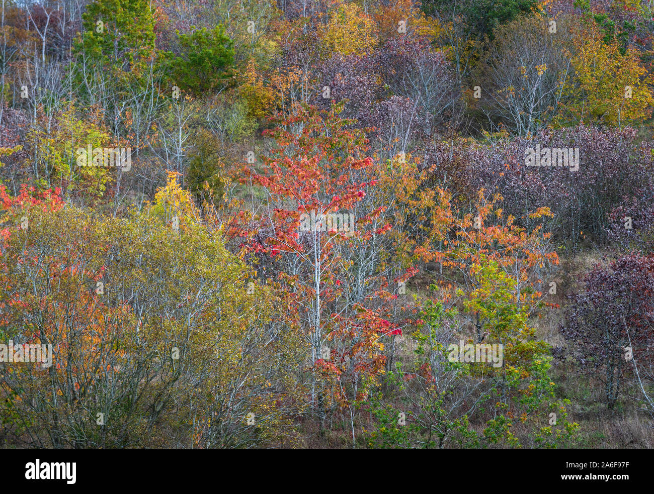 Paesaggio autunnale, colori autunnali delle chiome di alberi decidui nel bosco nella campagna inglese Foto Stock