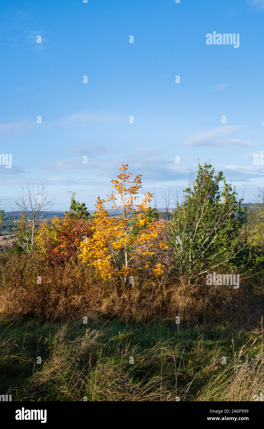 Paesaggio autunnale, colori autunnali delle chiome di alberi decidui nel bosco nella campagna inglese Foto Stock