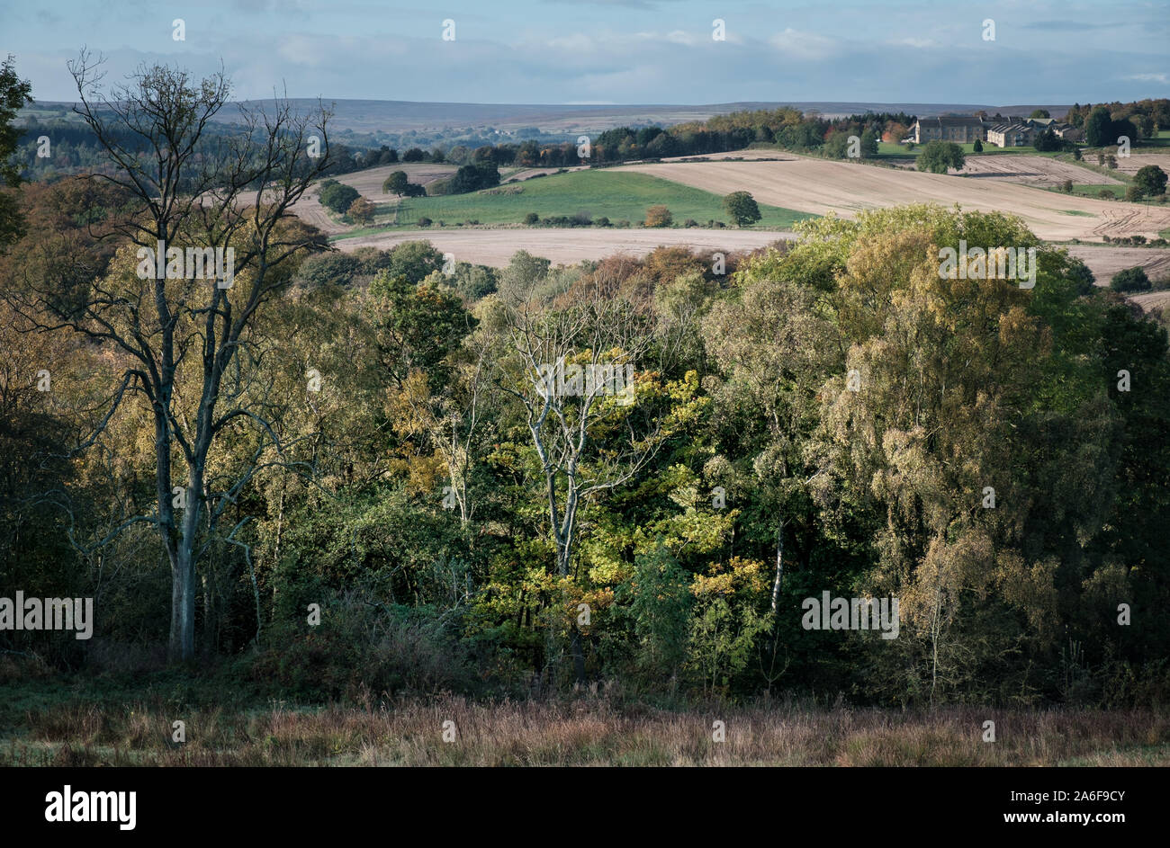 Campagna inglese bosco di latifoglie con terreni coltivati al di là del confine rurale della contea di Durham e il Northumberland a nord di Consett Shotley Bridge Foto Stock