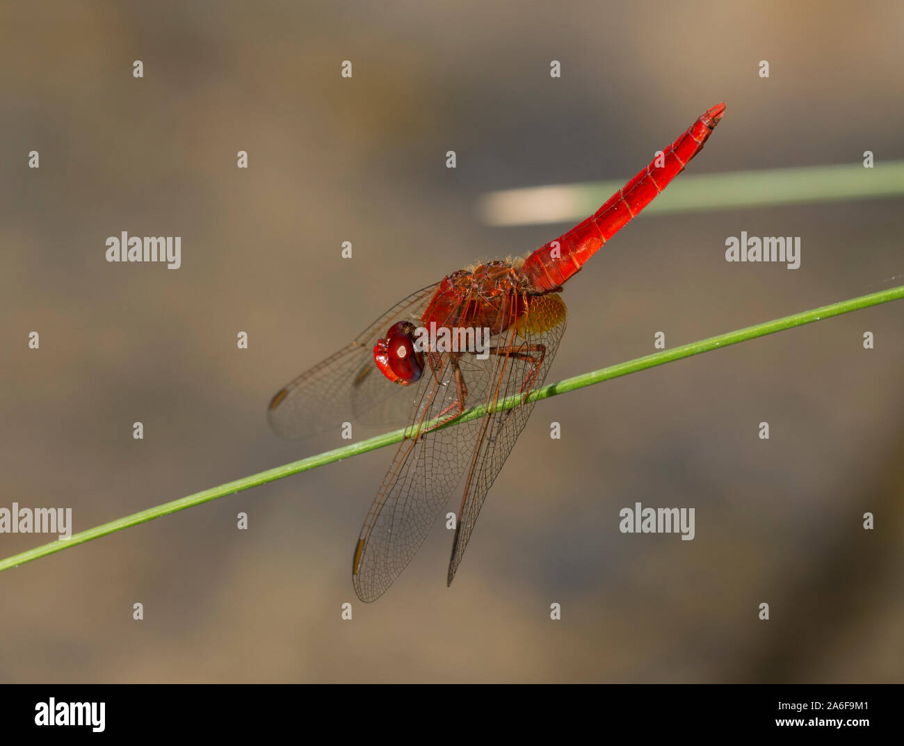 Maschio a forma di libellula scarlatta (Crocothemis erythraea) su un gambo rush, Milos, Cicladi, Grecia. Foto Stock