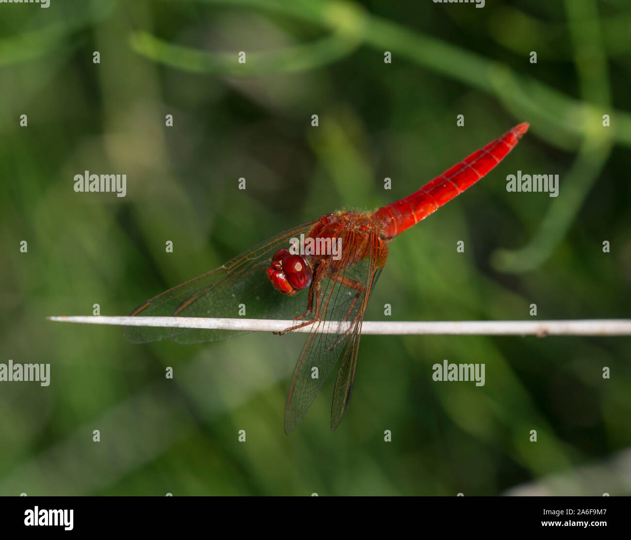 Maschio a forma di libellula scarlatta (Crocothemis erythraea) su un gambo rush, Milos, Cicladi, Grecia. Foto Stock