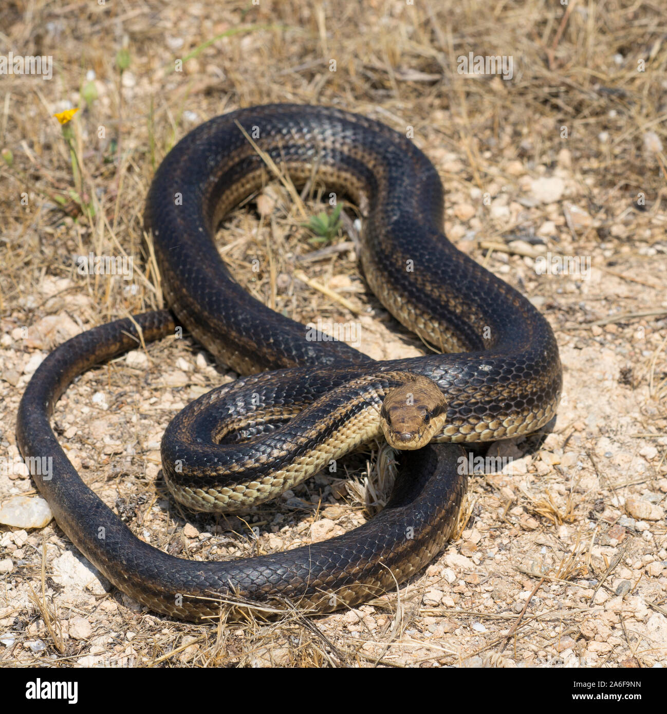 Grandi molto buio quattro-rigato Snake (Elaphe quatuorlineata) sull'isola di Ios Cicladi, Grecia. Foto Stock