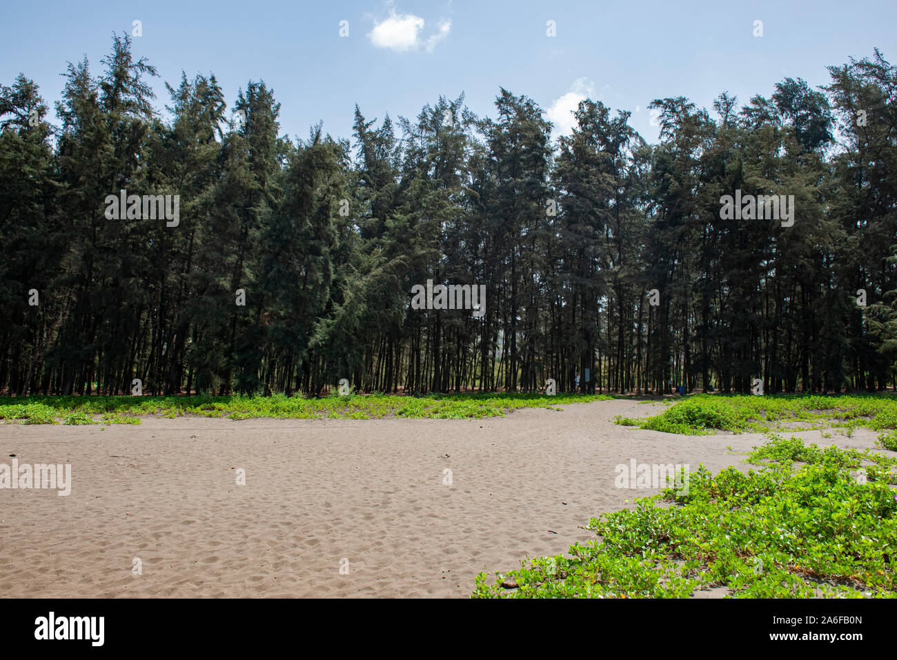La piantagione di alberi sul Velas Beach,Raigad,Maharashtra, India Foto Stock