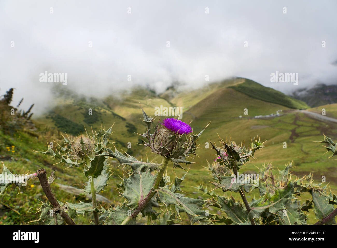 Georgia e Caucaso: viola thistle in montagna Foto Stock