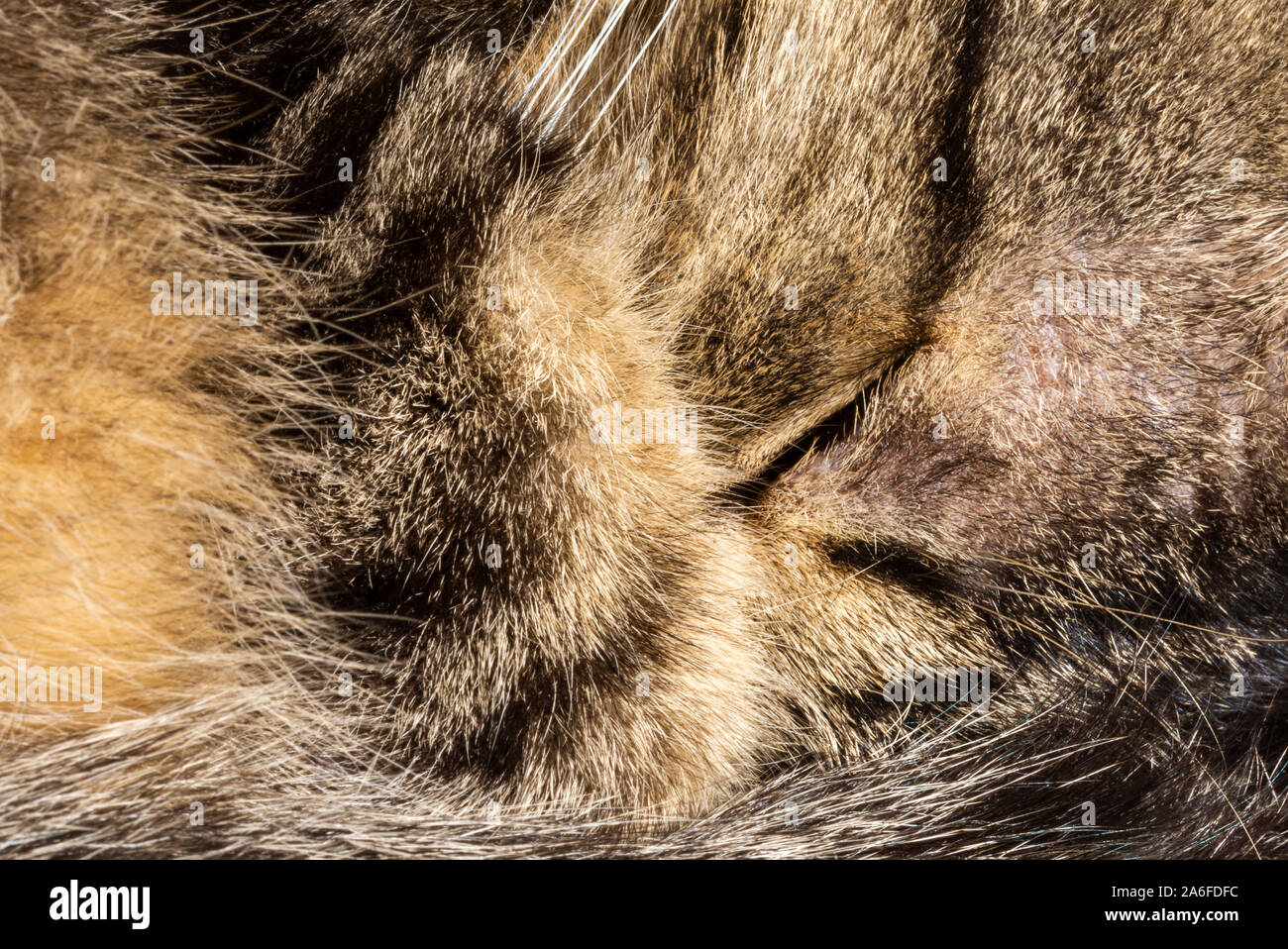 Close up di un gatto dorme Foto Stock