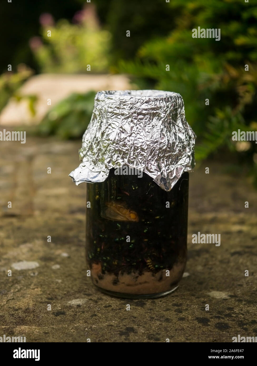 Vasetto di marmellata piena di insetti. Foto Stock