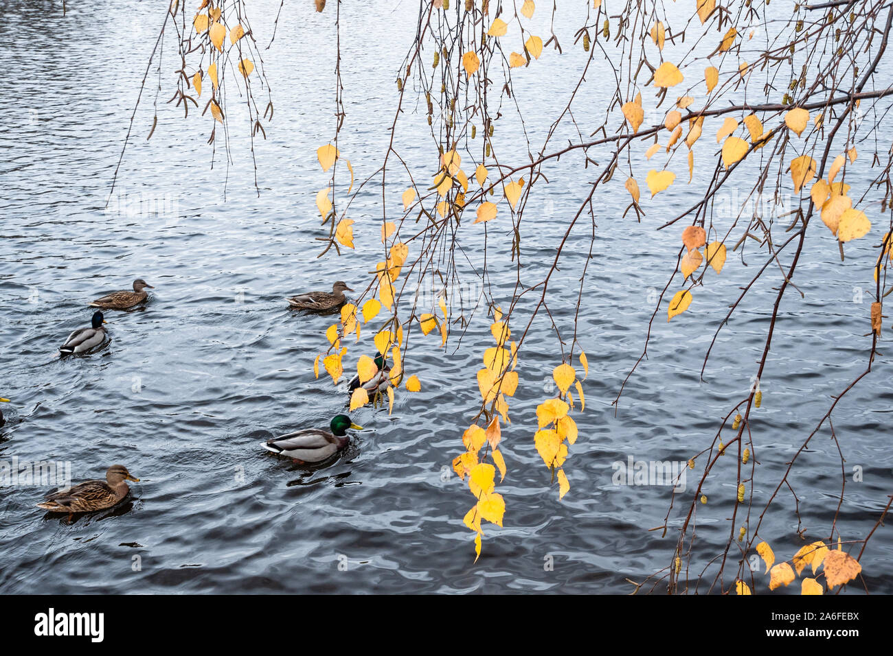 Foglie di giallo su rami di betulla oltre il laghetto con le anatre sui giorni di autunno Foto Stock