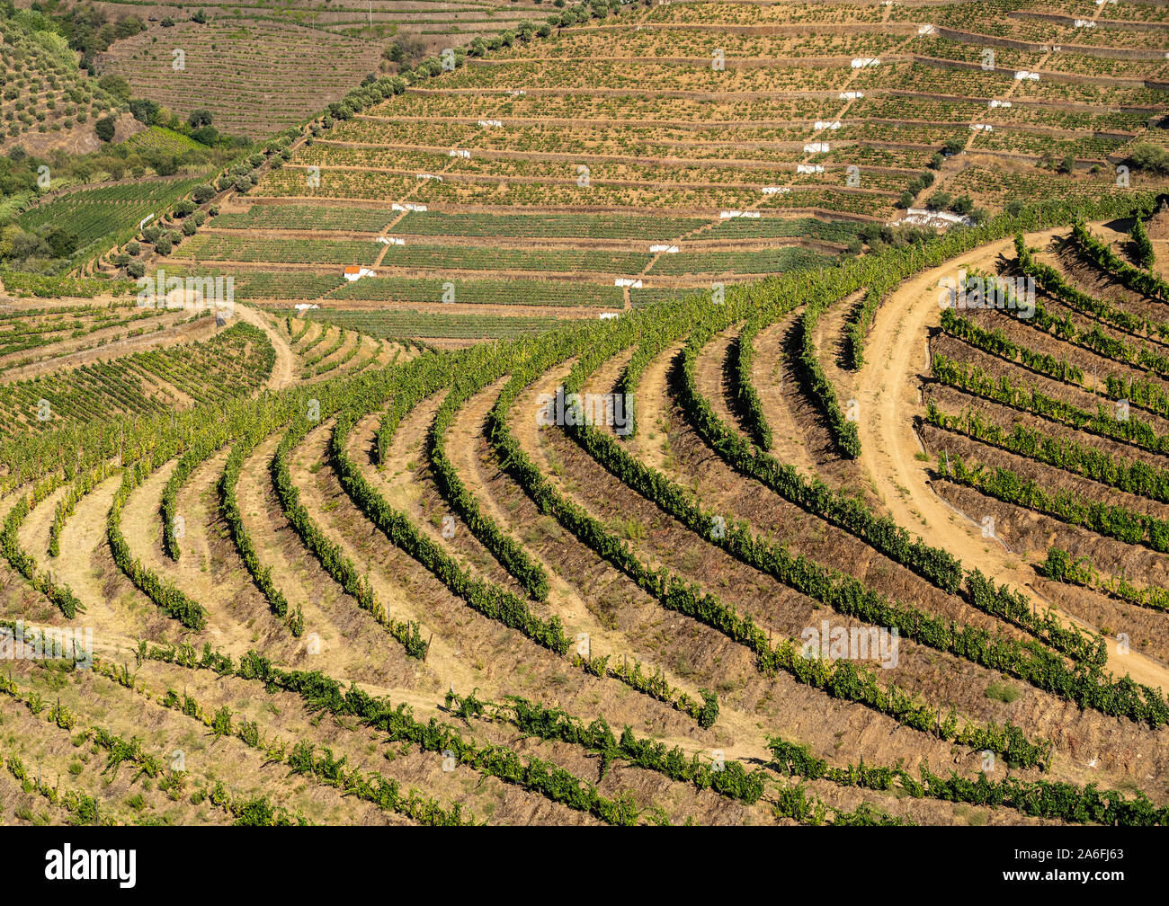 Terrazze di vigneti per il vino di porto la linea di produzione delle colline della valle del Douro vicino a Pinhao in Portogallo Foto Stock