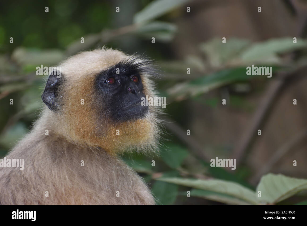 Monkey guardando al di fuori della struttura della porta Foto Stock