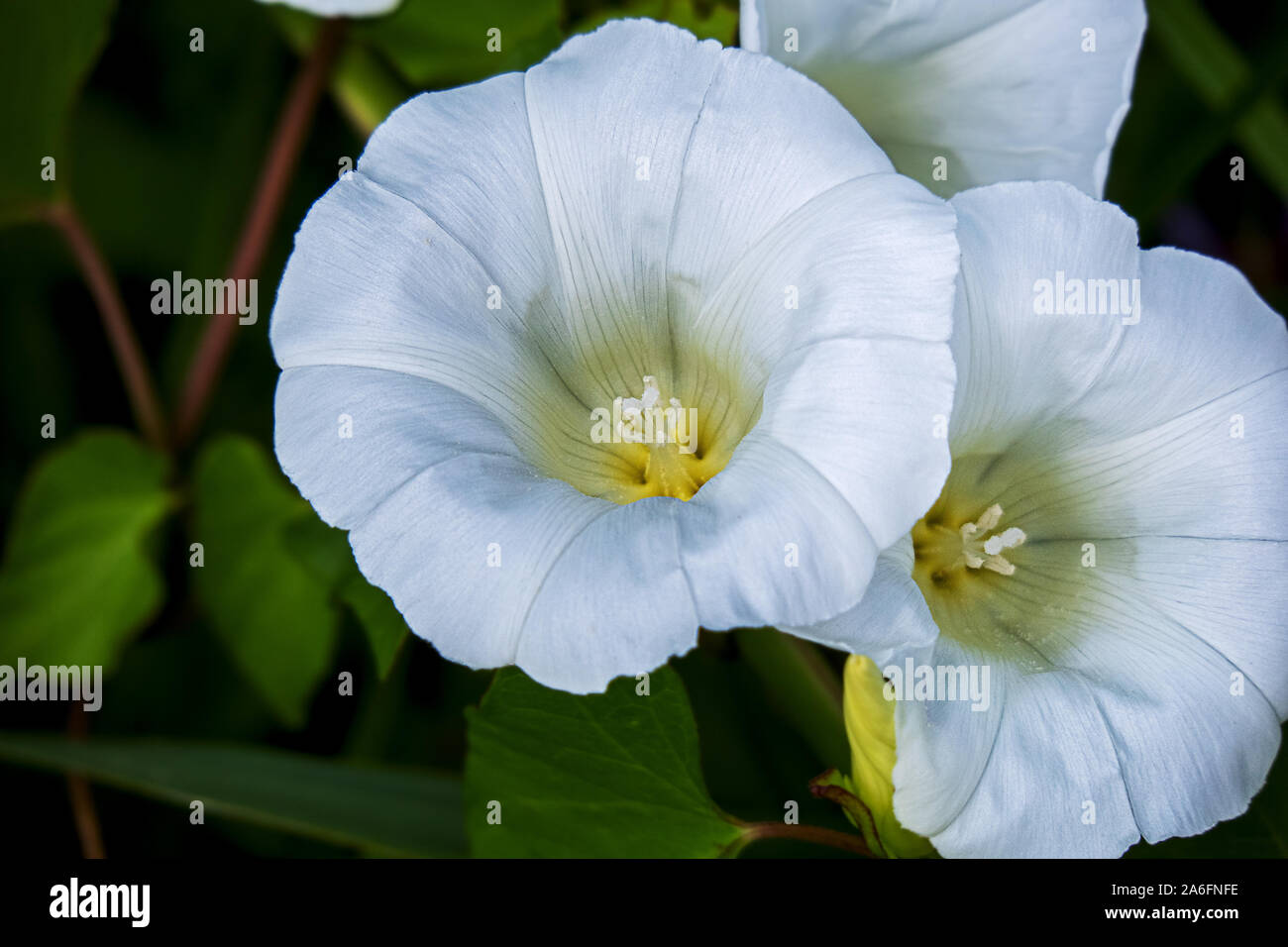 In prossimità dei due a forma di coppa e fiori di un centinodia Foto Stock