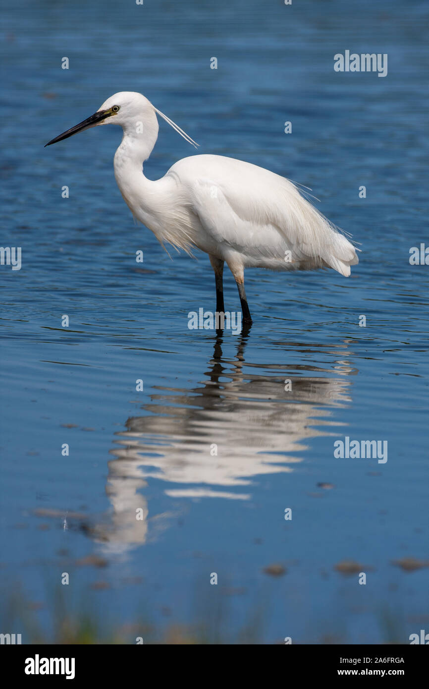 Garzetta, Egretta garzetta, si tratta di un uccello bianco con una sottile becco nero lungo nero gambe e, nel western gara, giallo piedi. Foto Stock