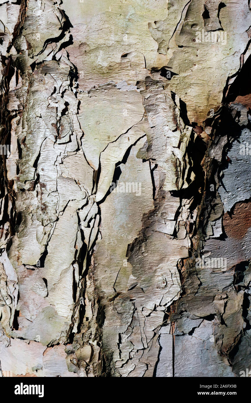 primo piano di un albero con corteccia peeling Foto Stock