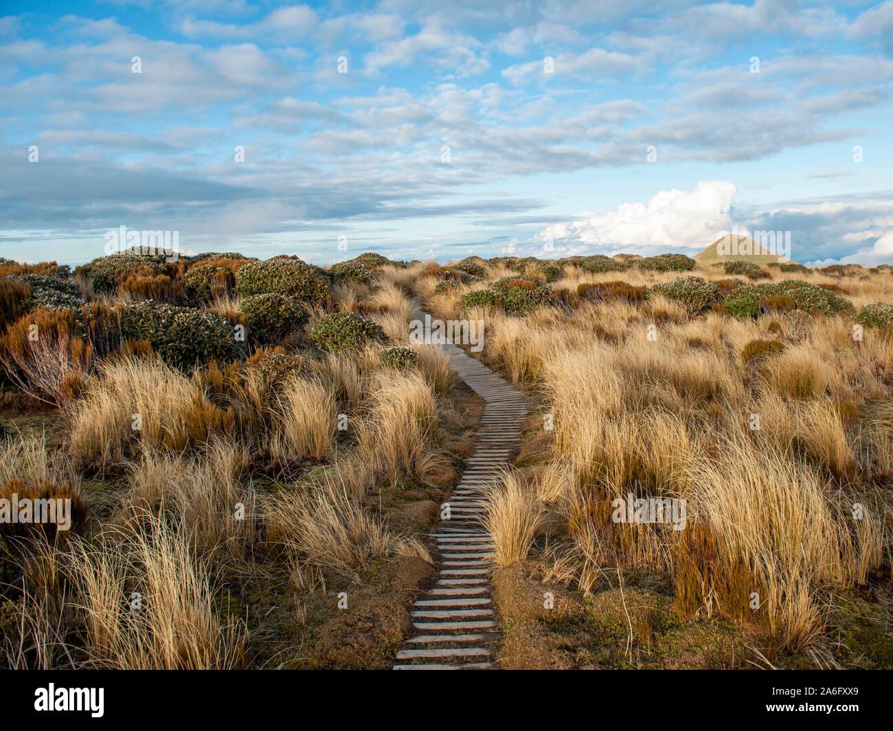 Sentiero escursionistico attraverso il paesaggio di erba, Pouakai circuito, Egmont National Park, Taranaki, Isola del nord, Nuova Zelanda Foto Stock