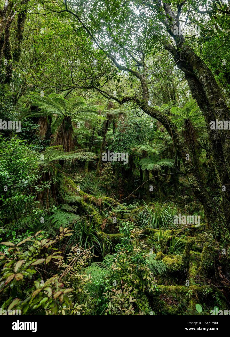 Felci arboree (Cyatheales) nella foresta, Pouakai circuito, Egmont National Park, Taranaki, Isola del nord, Nuova Zelanda Foto Stock